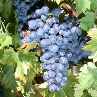 Sadenica viniča NERO v nádobe 2-3l, 50-60 cm